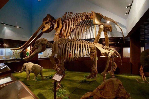 亲子科普探秘走进古动物博物馆送化石订票